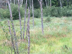 NCT; Minnesota; Lissmore Rd Trailhead