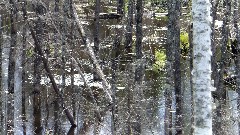 NCT; Minnesota; Heron Pond Campsite