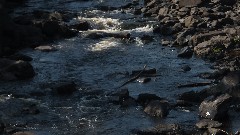 NCT; St Louis River; Jay Cooke State Park, MN