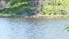 pond; NCT; Itasca State Park, MN