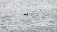 loon; NCT; Tamarac Wildlife Refuge, MN