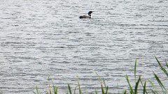 loon; NCT; Tamarac Wildlife Refuge, MN