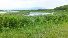 NCT; Tamarac Wildlife Refuge, MN