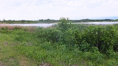 NCT; Tamarac Wildlife Refuge, MN