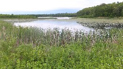 NCT; Tamarac Wildlife Refuge, MN