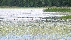 ducks; NCT; Tamarac Wildlife Refuge, MN