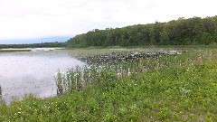 NCT; Tamarac Wildlife Refuge, MN