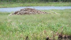 NCT; Tamarac Wildlife Refuge, MN; Beaver Lodge