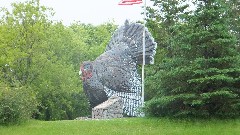 Turkey; Detroit Lakes, MN