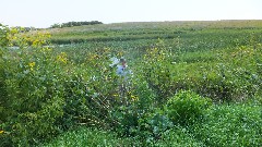 Ruth Bennett McDougal Dorrough; Monarch Butterfly; Prairie Wetlands Learning Center; Fergus Falls, MN