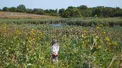 Ruth Bennett McDougal Dorrough; Monarch Butterfiy; Prairie Wetlands Learning Center; Fergus Falls, MN