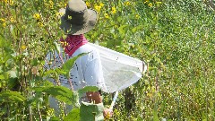 Ruth Bennett McDougal Dorrough; Monarch Butterfiy; Prairie Wetlands Learning Center; Fergus Falls, MN