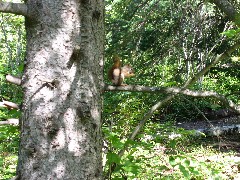 NCT; Minnesota; Lake Superior Hike; squirrel