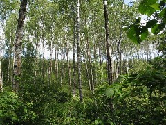 North Country Trail Conference Hiking NCT Minnesota