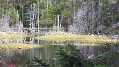 Hiking; NCT; New York; Adirondacks; Ice Cave Trail Beaver Ponds