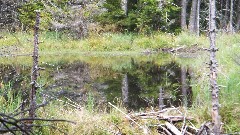 NCT; New York; Adirondacks; Ice Cave Trail Beaver Ponds