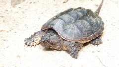 snapping turtle- Elm Lake Road Speculator NY