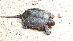 snapping turtle- Elm Lake Road Speculator NY