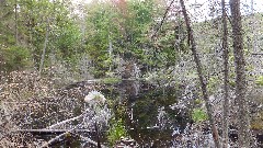 NCT; Adirondacks; Ice Cave Trail Beaver Ponds