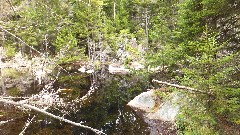 NCT; Adirondacks; Ice Cave Trail Beaver Ponds