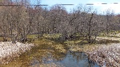 swamp; NCT; New York; Black River Canal Trail