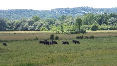 cattle; Hiking; NCT; New York; Black River Canal Trail