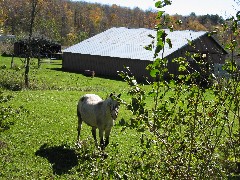 horse; Hiking; NCT; New York; Black River Canal Trail