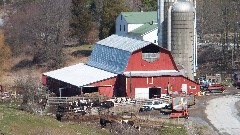 NCT; NY Link Trail; barn; cows