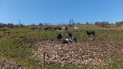 NCT; NY Link Trail; cows