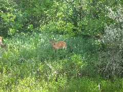 deer photo taken from our dorm room @ NCT Conference in Valley City ND