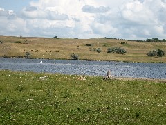 NCT; pelicans; North Dakota; Great Karnak prairie; Lake Ashtabula