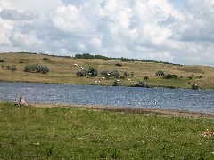 NCT; pelicans; North Dakota; Great Karnak prairie; Lake Ashtabula