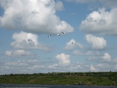 pelicans; North Dakota; Great Karnak Prarie; Lake Ashtabula