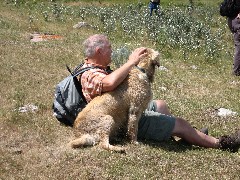 One of Irene Szabo s dogs; North Dakota; Great Karnak Prarie