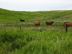 NCT; cows; North Dakota; Ladies Line Railroad- Kathryn