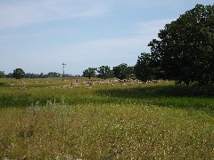 NCT; sheep; North Dakota; Grasslands prairie Hike