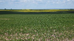 NCT; Canolla fields; Underwood, ND