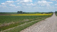 NCT; Canolla fields; North Dakota