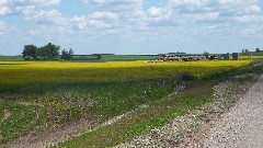 NCT; Canolla fields; North Dakota