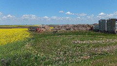 Canola Plants; Cole Harbor, ND