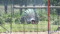 Peacock; Sally Hoff house