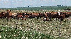 cows; NCT; Sakakawea Lake, ND