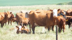 cows; NCT; Sakakawea Lake, ND