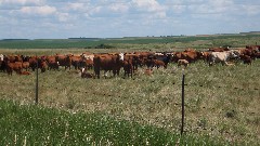 cows; NCT; Sakakawea Lake, ND