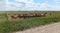 cows; NCT; Sakakawea Lake, ND, ND