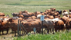 cows; Sakakawea Lake, ND