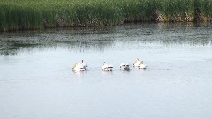 pelicans; NCT; McCluskey Canal, ND