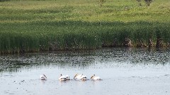 pelicans; NCT; McCluskey Canal, ND