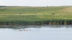 pelicans; NCT; McCluskey Canal, ND