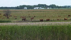 cows; NT; McCluskey Canal, ND